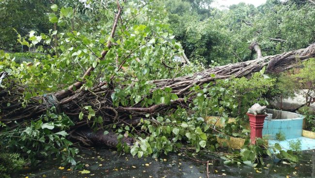 นครนายก พายุโนรูส่งผลฝนตกนานหลายชั่วโมงต้นไม้ใหญ่ล้มทับบ้าน-ศาลาวัดพัง