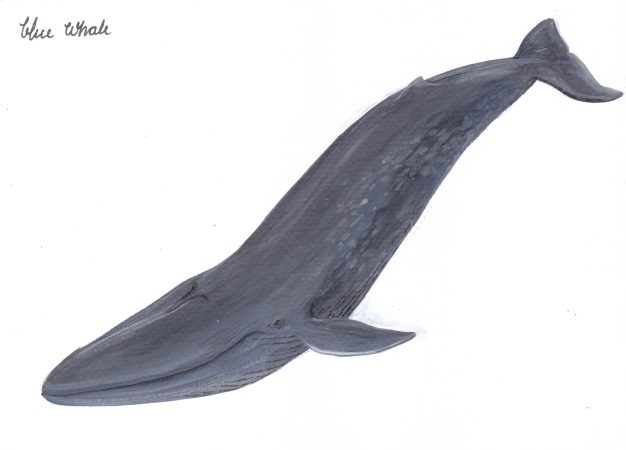 ครม. เคาะอนุมัติหลักการร่าง พ.ร.ฎ. กำหนดให้ “วาฬสีน้ำเงิน” เป็นสัตว์ป่าสงวน ด้านกรมทะเลชายฝั่ง ย้ำ!! ช่วยกันดูแลไม่ให้สูญพันธุ์จากท้องทะเลไทย
