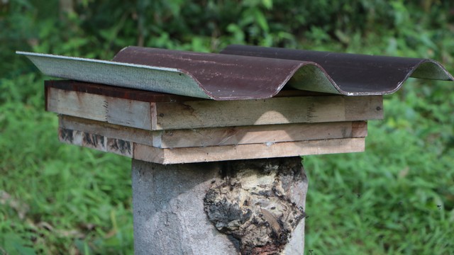 นราธิวาส- หนุ่มใต้กรีดยาง เอาดี เลี้ยงผึ้งชันโรง จาก 10 เป็นแสน ปลื้ม รายได้งาม