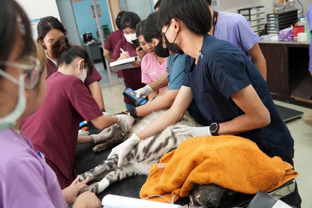 เชียงใหม่-เชียงใหม่ไนท์ซาฟารี ร่วมกับคณะสัตวแพทยศาสตร์ มหาวิทยาลัยขอนแก่น ดำเนินการรีดน้ำเชื้อสัตว์ป่าหายากที่มีความสำคัญของประเทศไทย