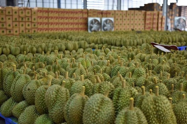 โฆษกเกษตร เผย ชาวสวนทุเรียนเตรียมพร้อม ดันทุเรียนคุณภาพส่งจีน “ธรรมนัส” สั่งคุมเข้มตลอดห่วงโซ่อุปทาน เสริมแกร่งสู้ประเทศคู่แข่ง