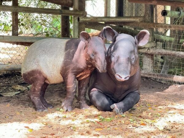 ได้ชื่อแล้ว “น้องแตงไทย” ลูกสมเสร็จ สมาชิกใหม่ ฉลองครบรอบ 46 ปี สวนสัตว์เปิดเขาเขียว และจัดกิจกรรมมากมาย