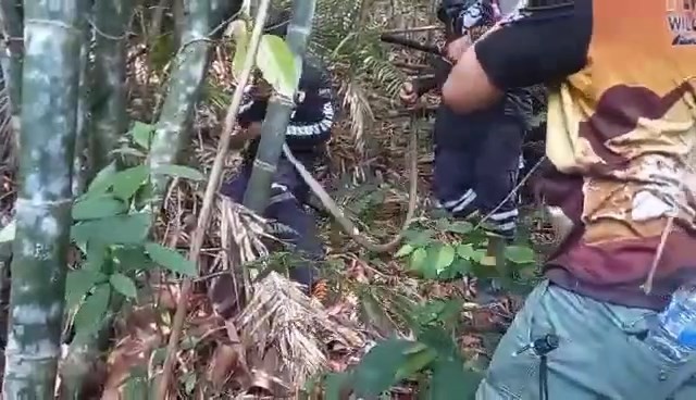 ทีมอรสพิษวิทยาภาคใต้ร่วมกับชมรมอรสพิษฯลุยสะบ้าย้อยย้ายรังงูจงอางหวงไข่ดุร้าย