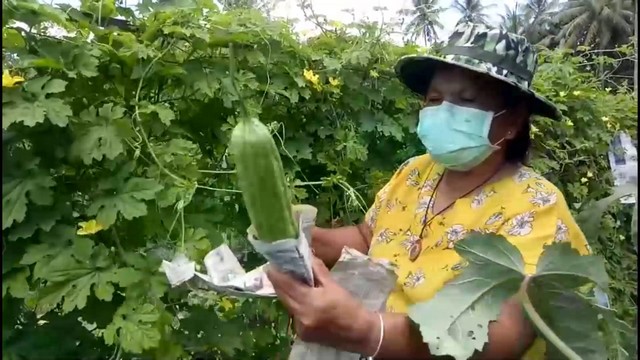 สงขลา-เกษตรกรบ้านทุ่งหวัง อำเภอเมืองสงขลา ปลูกมะระจีนพื้นบ้านครึ่งไร่ ทำเกษตรปลอดภัยไร้สารพิษ เก็บผลผลิตขายมีรายได้เป็นกอบเป็นกำเลี้ยงครอบครัว