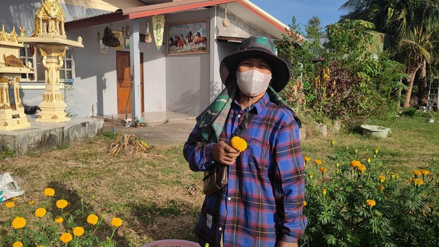 สุรินทร์ – ชาวบ้านใช้เวลาว่างเว้นจากช่วงทำนา ปลูก ‘ดอกดาวเรือง’ 70 วันเก็บดอกได้ สร้างรายได้งาม