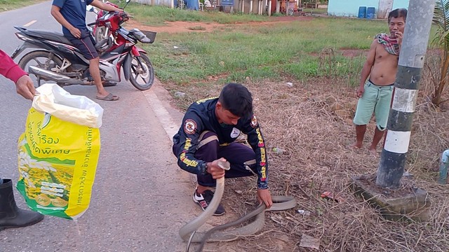 สงขลา-จงอางมากินงูเห่า ที่หน้าบ้าน วันหวยออก ชาวบ้านแห่ดูบ้านเลขที่เป็นเลขเด็ด วันนี้ หวยออก