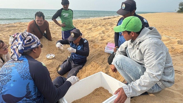 พังงา-!!รังที่สาม!!แม่เต่ามะเฟืองขึ้นวางไข่รังที่สาม 135 ฟอง ชายหาดทุ่งดาบ