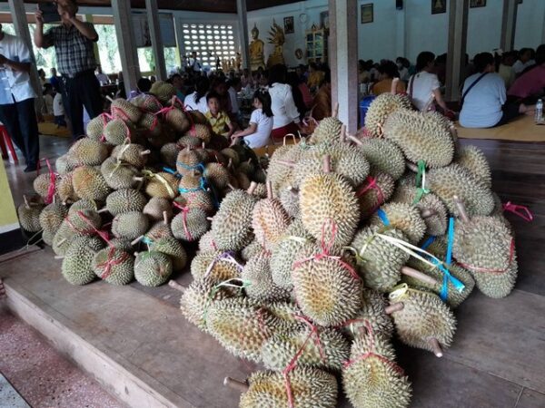สุโขทัย-งานบุญสลากภัตรทุเรียนหอมกรุ่นละมุนทั่วทั้งศาลาวัด