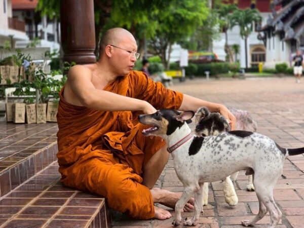 เชียงใหม่-สุนัขไซบีเรียนป่วยหลายโรค หลังพบอาการทรุด ขณะนี้ออกจากโรงพยาบาลพระครูอ๊อด อวยพรให้มีชีวิตใหม่ก่อนกลับบริบาลต่อที่มูลนิธิฯ
