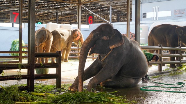 “ตรวจสุขภาพประจำปีช้าง สวนนงนุชพัทยา ดูแลเสมือนคนในครอบครัว”