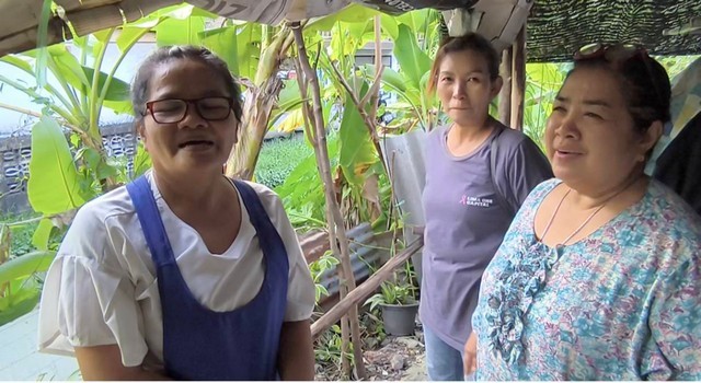 นครนายก – ชาวบ้านพบต้นกล้วยโผล่ออกจากต้นเก่าแต่อยู่ในต้นเดียวกันคล้ายต้นแฝด ไม่พลาดขอเลขเด็ดใกล้วันหวยออก