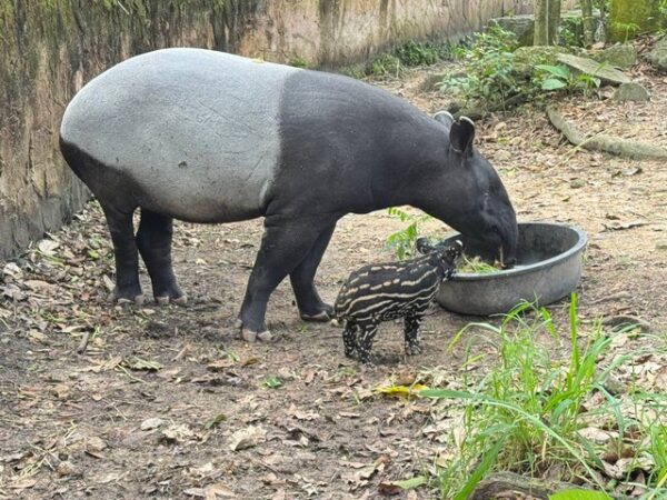 ต้อนรับปิดเทอม! สวนสัตว์เปิดเขาเขียวเผยโฉม “ลูกสมเสร็จตัวล่าสุด” พร้อมชวนเด็กเที่ยวฟรี 23 ต.ค.นี้