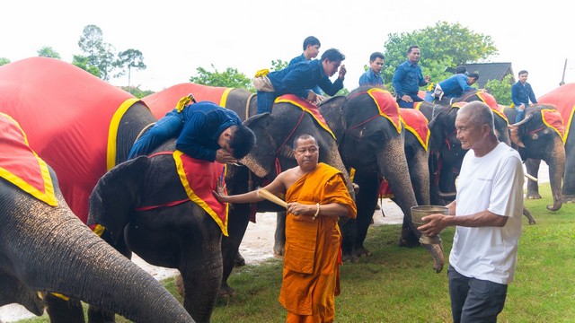 สวนนงนุชพัทยาจัดพิธีรับขวัญลูกช้าง “พลายจอมทอง” เชื่อมสายใยแห่งความผูกพันกับ “น้องข้าวต้ม” ลูกช้างป่าพลัดหลง