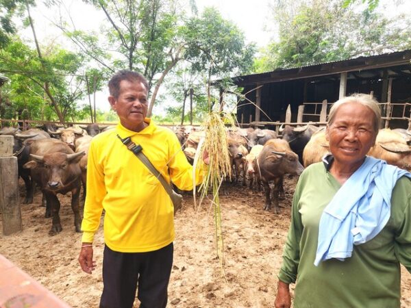 พิจิตร-ชาวนาพิจิตรร้องทุกข์ชีวิตสุดลำเค็ญปลูกข้าวหอมมะลิ105รัฐประกาศ13,000บ./ตันถึงเวลาเก็บเกี่ยวหาผู้รับซื้อไม่ได้